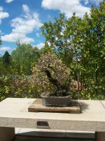 /album/danimayosinfojardin2/bonsai-encina-quercus-ilexr-jpg-jpg/